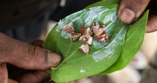 Beetle Nuts Chewing