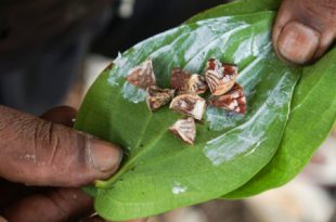 Beetle Nuts Chewing