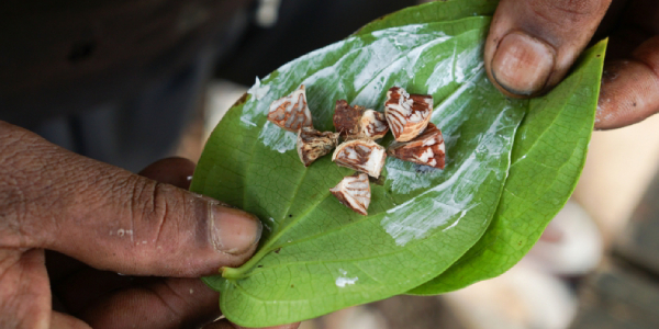 Beetle Nuts Chewing